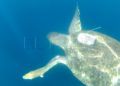 en-la-piel-cecam-suelta-tortugas-58