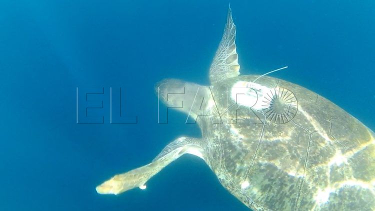 en-la-piel-cecam-suelta-tortugas-58