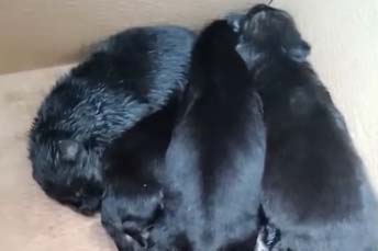perros-abandonados-protectora