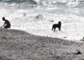 perros-playa-11