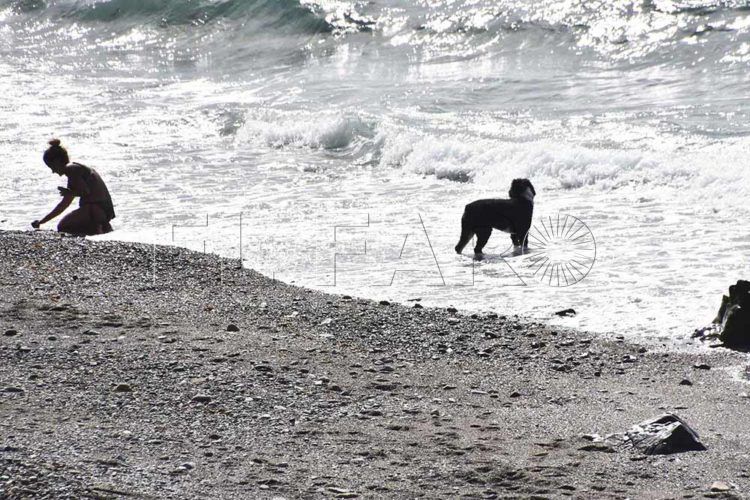 perros-playa-11