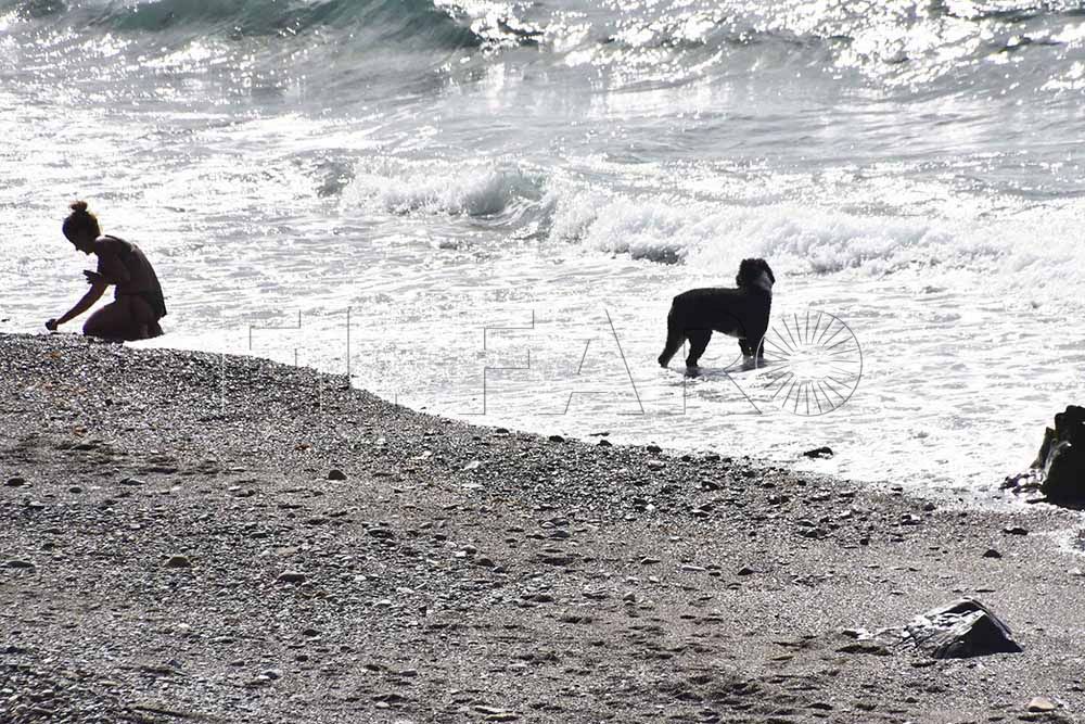 perros-playa-11