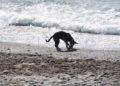 perros-playa-7