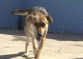perros-protectora-animales-12