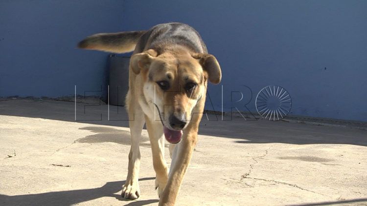 perros-protectora-animales-12
