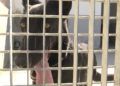 perros-protectora-animales-6