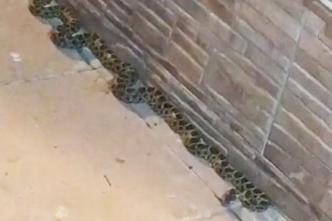 serpiente-calles-ceuta