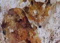 animalia-exposicion-9