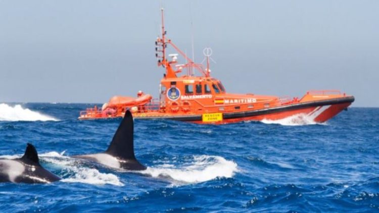 ataques-orcas-estrecho-2
