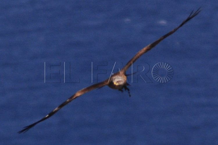 aves-rapaces