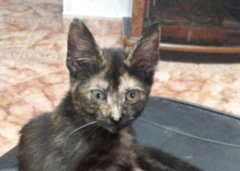 gatita-martina-perdida