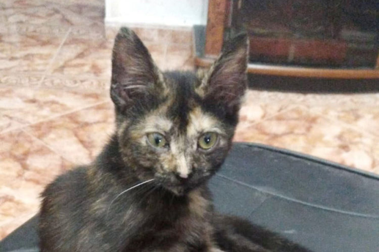 gatita-martina-perdida