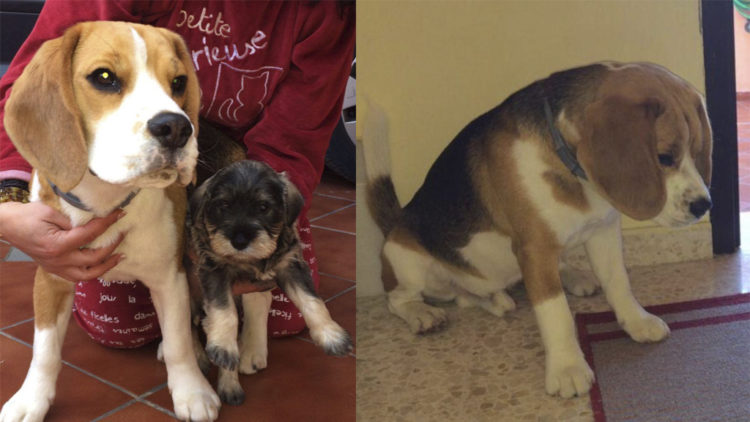perro-potter-desaparecido