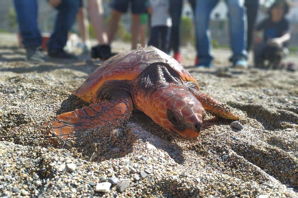 tortugas-cecam5
