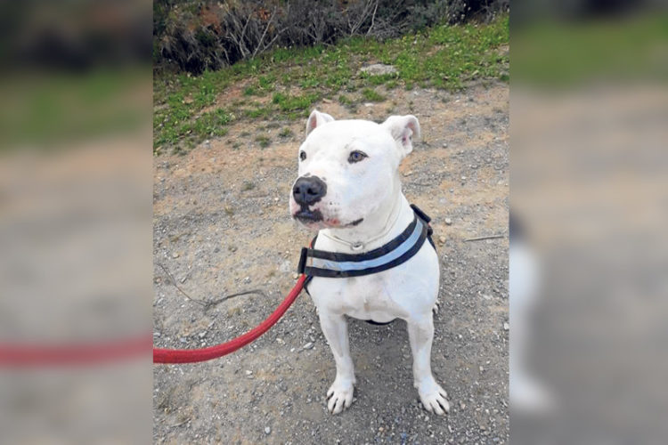 bubu-perro-adopcion