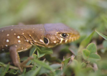 lagarto-ocelado-atlas