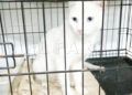 merlin-gato