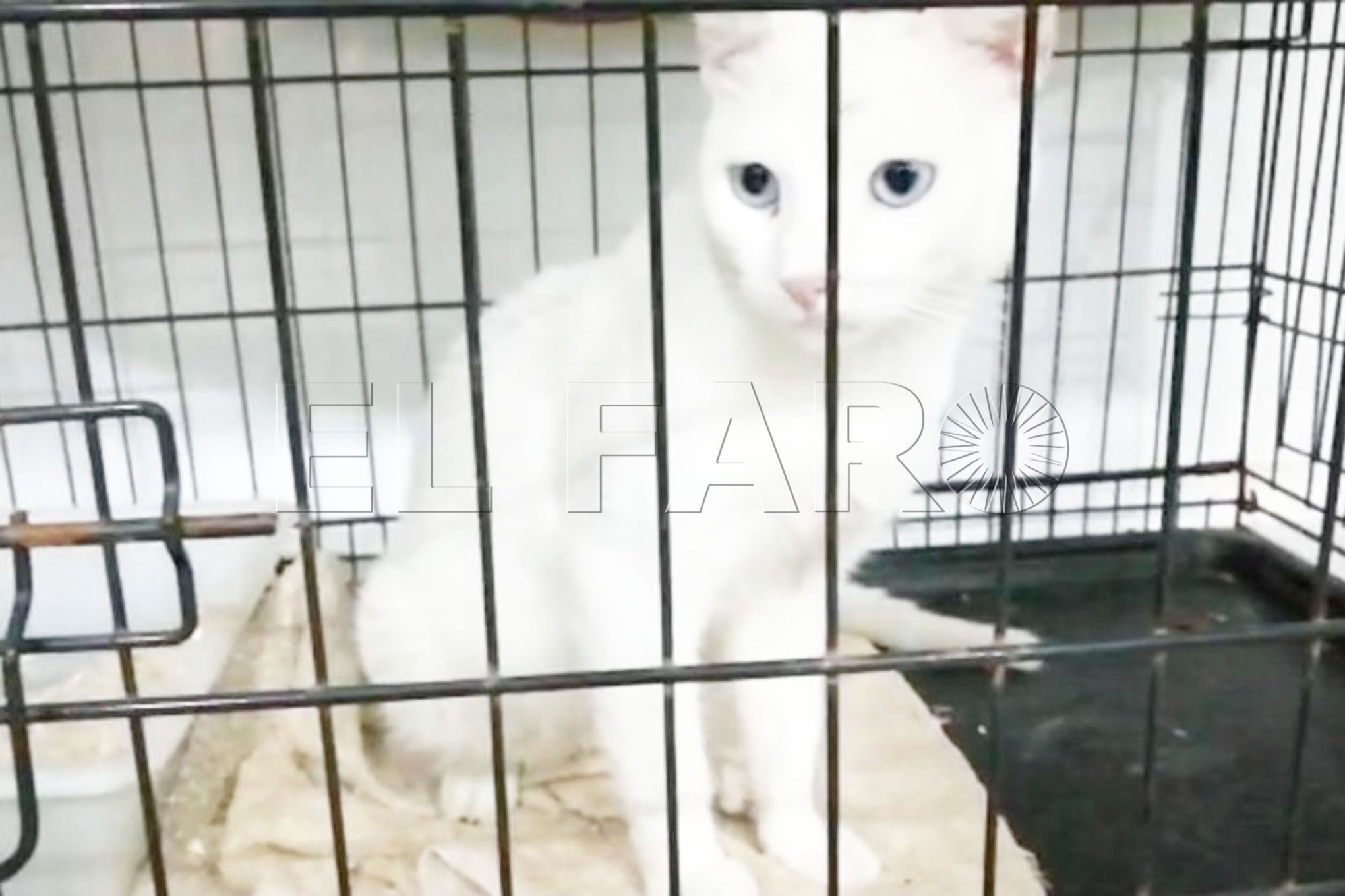merlin-gato