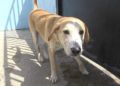 perros-protectora-animales-19