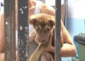perros-protectora-animales-6
