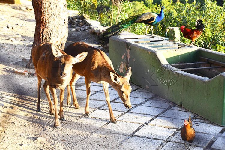 animales-san-amaro