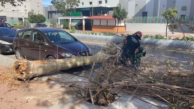 arbol-caido-avenida-españa-002