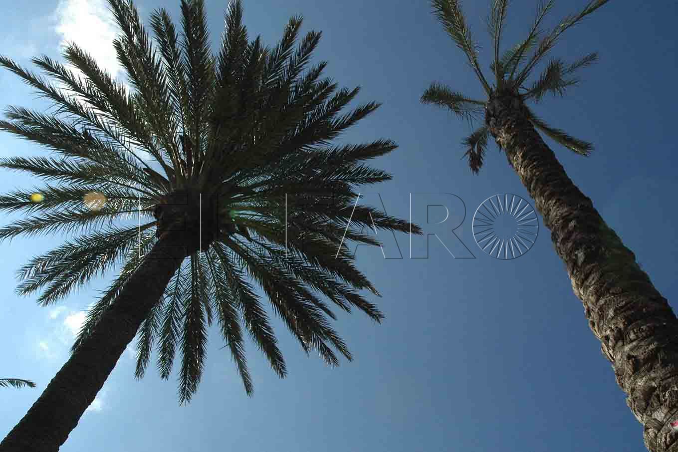 palmera