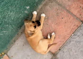 perro-abandonado