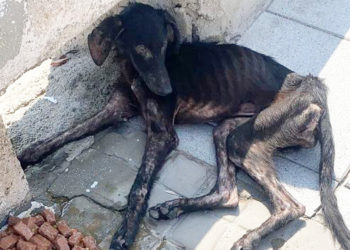 perro-abandonado-casi-muere