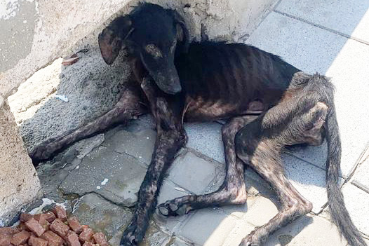 perro-abandonado-casi-muere