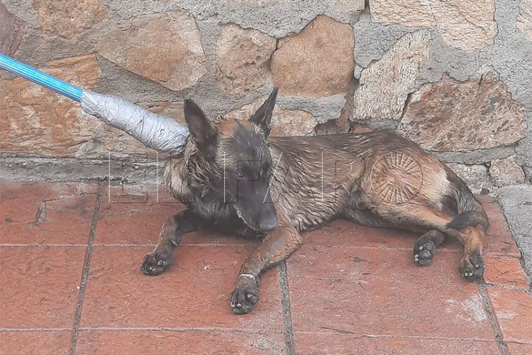 perro-sospechoso-rabia