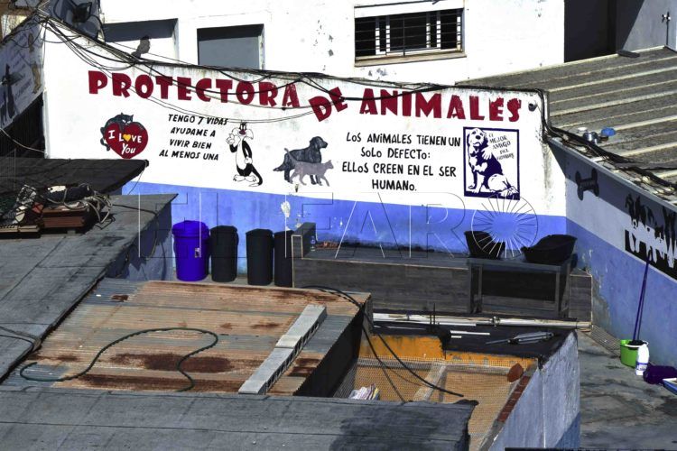 protectora-animales