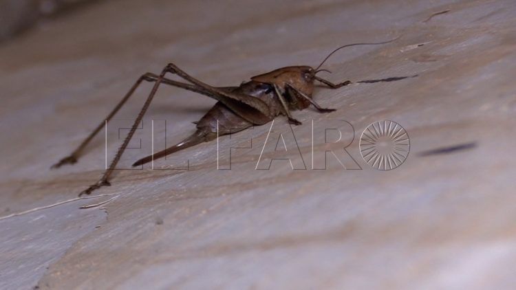 saltamontes