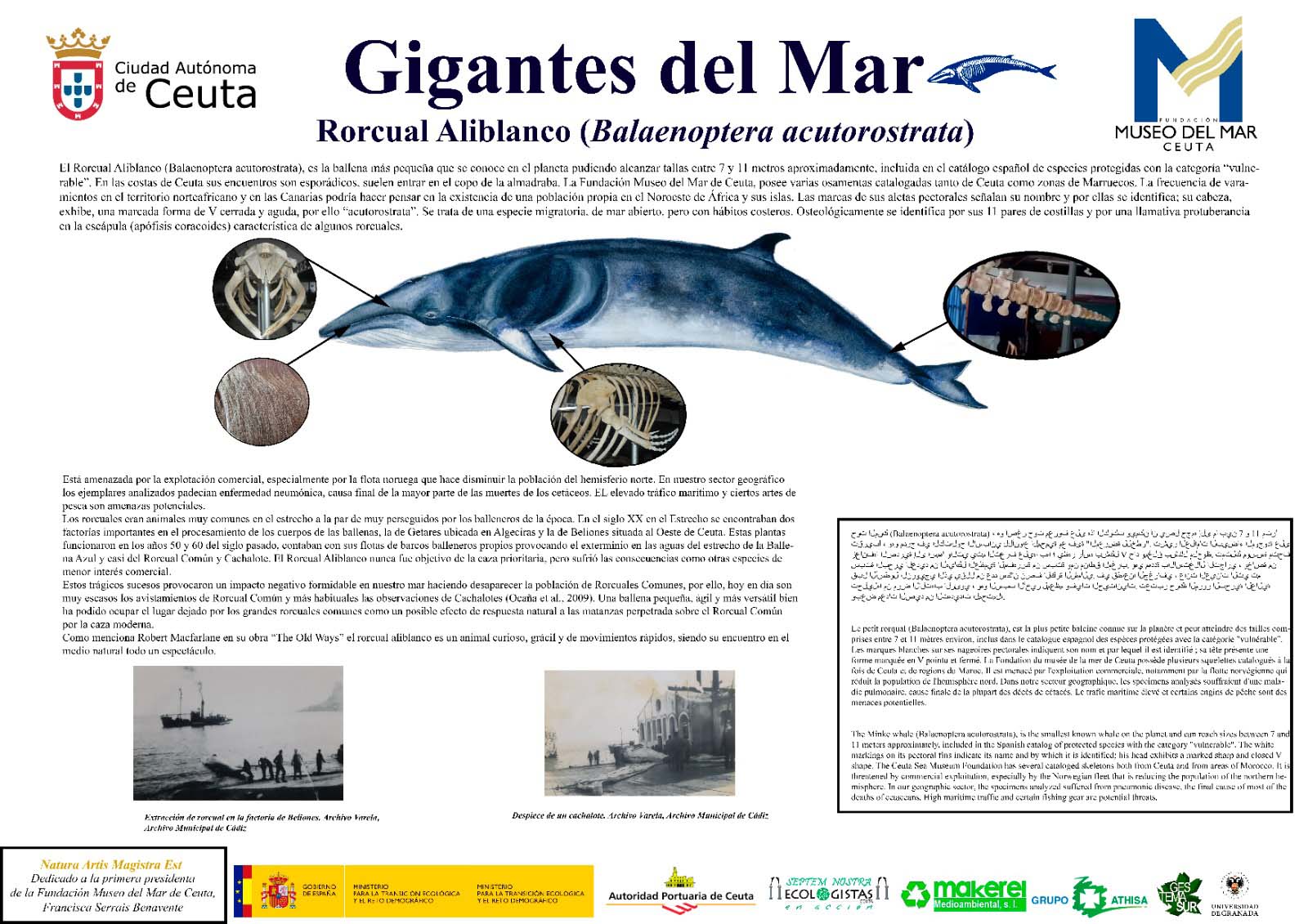 ciudad-ballenas-ceuta-septem-nostra0