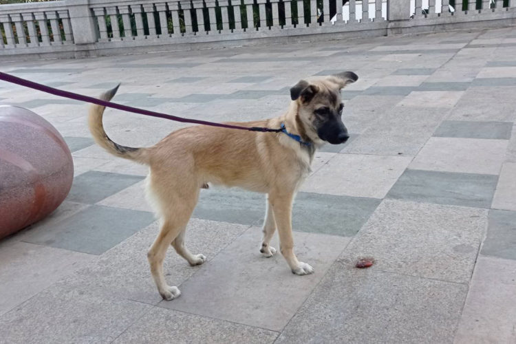 coyote-perro-adopción