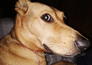 dulce-abby