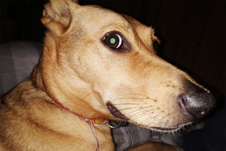 dulce-abby