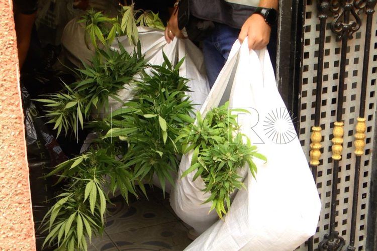 marihuana-juicio