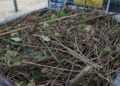 medio-ambiente-brigadas-verdes-limpieza-desinfeccion-007