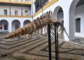 museo-mar-presentacion-esqueleto-ballena-003