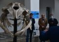 museo-mar-presentacion-esqueleto-ballena-020
