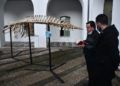 museo-mar-presentacion-esqueleto-ballena-026