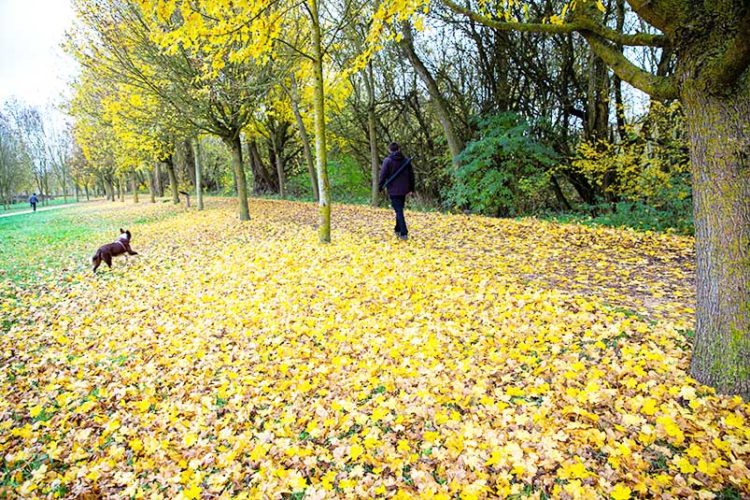 otoño