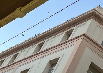 pajaros-sin-hogar-poda-arboles-calle-cervantes3