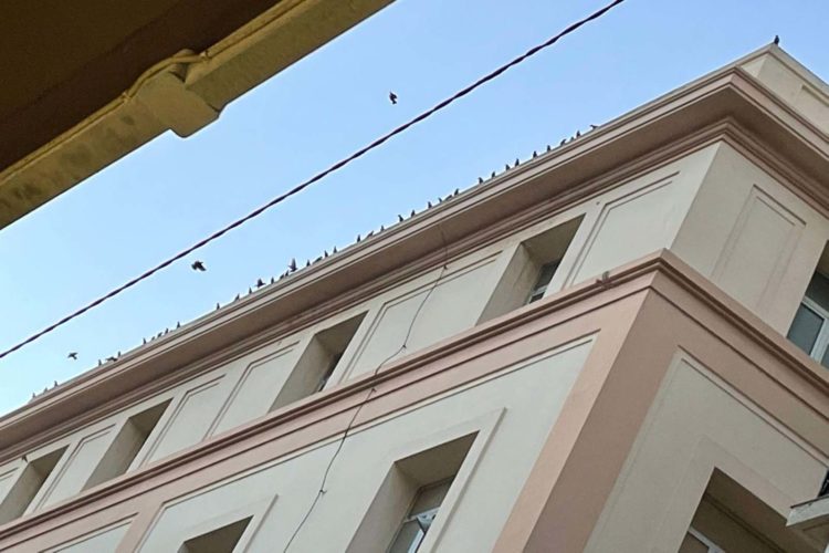pajaros-sin-hogar-poda-arboles-calle-cervantes3