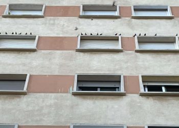 pajaros-sin-hogar-poda-arboles-calle-cervantes4