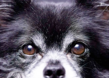 perro