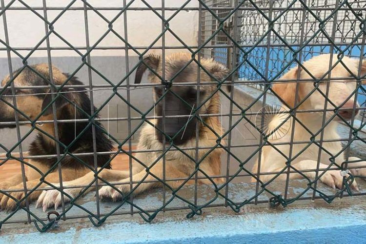 protectora-perros