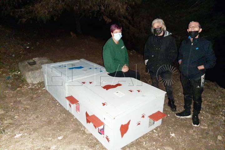 robo-casetas-comunidad-gatuna1