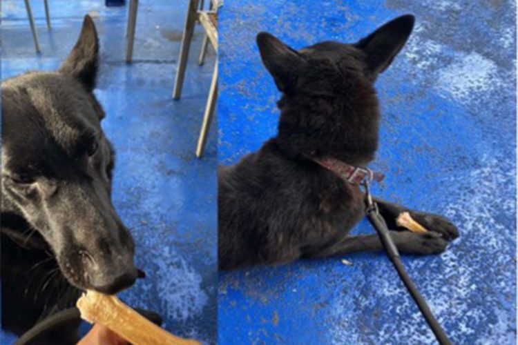 final-feliz-lobo-malaga-adopcion